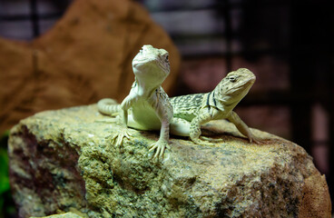 Collared desert iguana (Latin Crotaphytus collaris).
 Above the front paws there are several stripes running around the neck, along the back of the lizard there are 5-6 light narrow transverse stripes