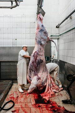 Experienced middle age worker preparing and washing a huge hanged bull meat chunk for further processing. Industrial slaughterhouse worker job. Food industry business concept.
