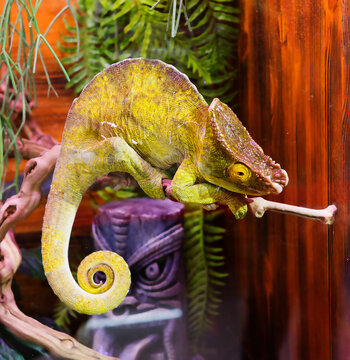 Parson's chameleon (Latin Calumma parsonii).
 This is a representative of the chameleon family, which is the most beautiful species. The main habitat is Madagascar. It grows to a length of up to 50 cm