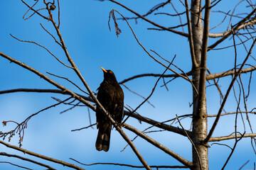 bird on a branch