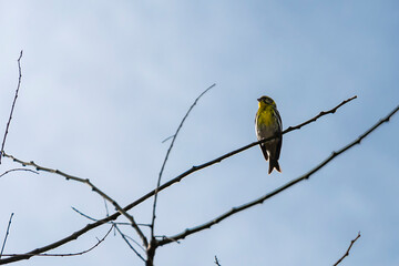 bird on a branch