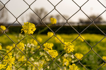 yellow flowers on a fence - Powered by Adobe