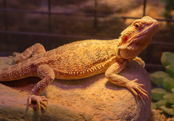 Bearded Dragon. Australian dragon lizard.
 A lizard with a neck pouch that swells and darkens in...