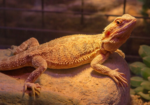 Bearded Dragon. Australian dragon lizard.
 A lizard with a neck pouch that swells and darkens in case of danger. A large agama from Australia has excellent hearing and vision. Despite its "harsh" appe