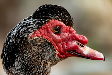close up of a duck