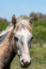 Fototapeta premium portrait of a horse