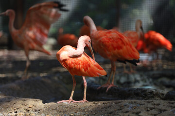 Close up  the scarlet ibis is beautiful bird