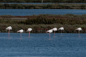 flamingos in the water