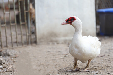 The white duck in farm thailand