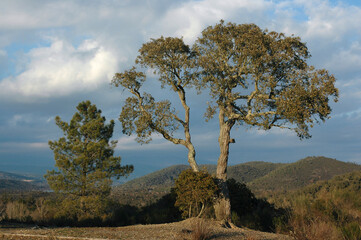 Chéne liége, Quercus suber