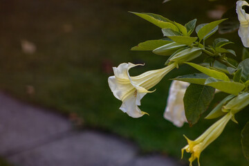 Beautiful brugmansia flowers. Datura toxic plant. Gardening concept. Summer garden with blossoming datura.