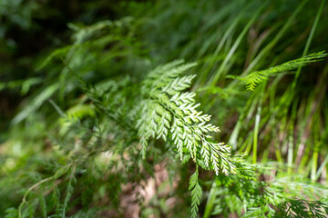 金剛院・鹿原公園・弘法の滝