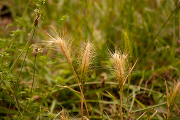 close up of grass