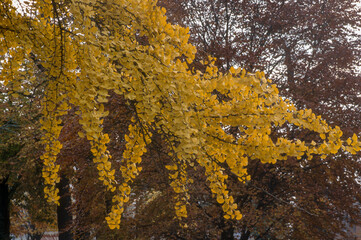 Arbre aux abricots d'argent; Arbre aux quarante écus; Ginkgo biloba;