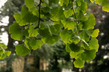Arbre aux abricots d'argent; Arbre aux quarante écus; Ginkgo biloba;