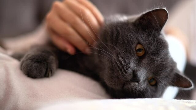 Woman caressing a sleepy british fold cat with orange eyes