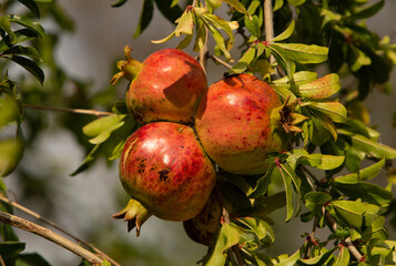 three ripe pomegranates on a pomegranate tree