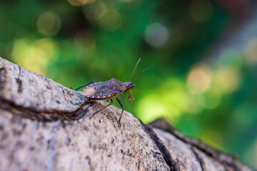 bug on a tree