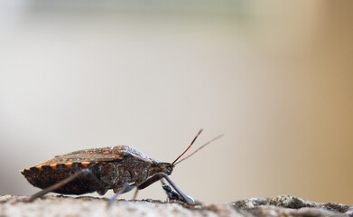 bug vs ant