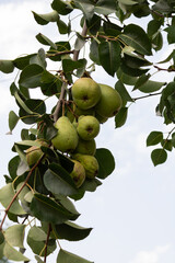 Branch with ripening pears and foliage against a light sky. Pears are yellow and green colors, unripe. Green foliage, brown branches, neutral sky.