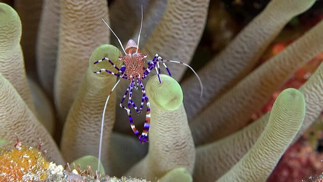 Putzergarnelen, Cura&ccedil;ao