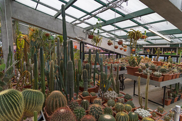 A variety of cacti and succulents.
