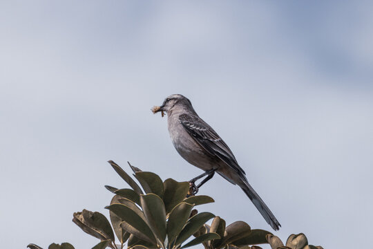 Calandria con alimento para pichones 