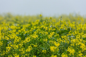 rapeseed field in the mist