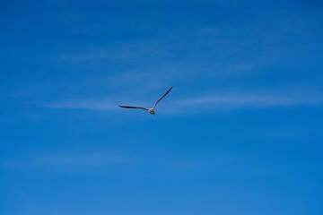 Seagull flying against a blue sky.