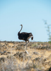 Naklejka premium Ostrich walking through the Savanna of Etosha National Park in Namibia