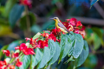 Beautiful female Olive-backed Sunbird on the branches and red fower.
