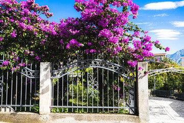 flowers in the garden