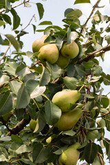 Pears ripening on a tree. Pear fruits, foliage and branches. Pears yellow-green, unripe. Green foliage, brown branches. Neutral sky.