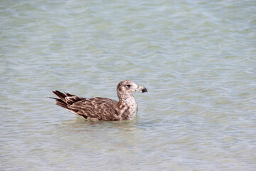 seagull (?) at shark bay in australia