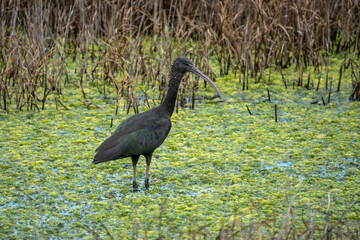 glossy ibis plegado falcinellus a heron like bird with a long curving beak	
