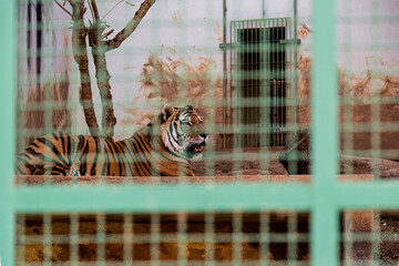 Tigre, nome científico: Panthera tigris © Fagner Martins