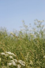 Selective focus shot of wild plants and flowers in the field
