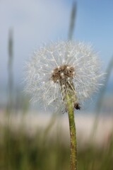 Selective focus shot of white fluffy dandelion