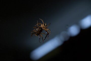 Closeup shot of a beautiful spider with detailed eyes and legs on a dark surface