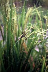 Selective focus of a spider with black and yellow stripes on a spiderweb covered with water droplets
