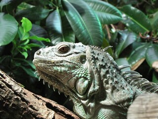 Closeup of a big green iguana resting on a tree branch