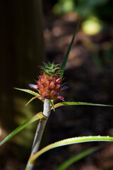pequeno ananás ou abacaxi 