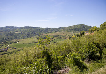 Fototapeta na wymiar green hills, hedges, trees and fields near Motovun, Istria, Croatia with a clear blue sky 