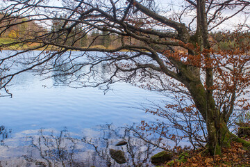 autumn view of trees at lake Laudachsee, Gmunden, Austria