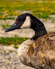 Obraz premium Close up of a Canadian Goose on blur background