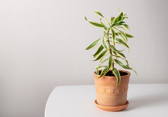 Potted Dracaena Reflexa houseplant on a white table at home. Plants in modern interior room. copy space