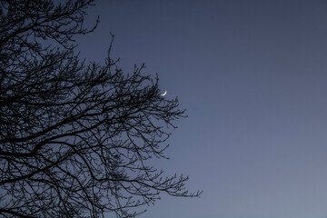 The Moon is a tree branch