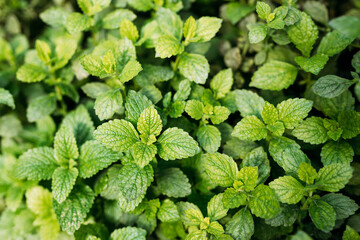 Green Mint Plant Grow Background. Menthol Texture. Top view, Fresh mint plants herbal concept. Leaf texture in garden