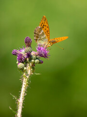 Papillon tabac d'Espagne