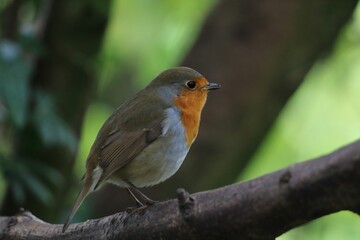 Robin redbreast in a forest in Preston, England.